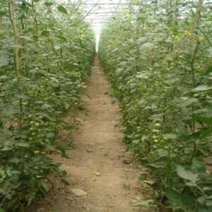 Cherry Loose - Image 2