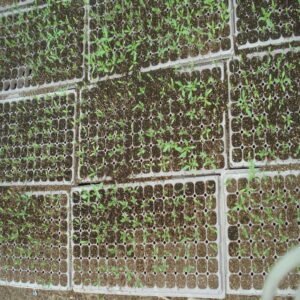 Yellow Bell Pepper - Image 2