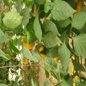 Yellow Bell Pepper - Image 3