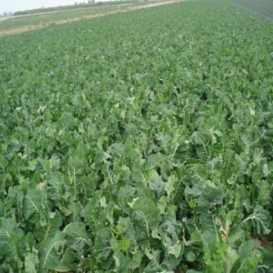 Cauliflower - Image 2