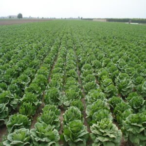 Romaine Lettuce - Image 2