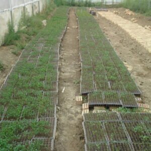 Lollo Rosso - Image 2