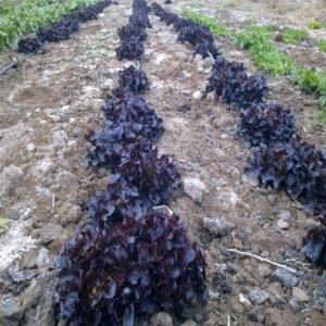 Red Oakleaf Lettuce - Image 2