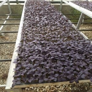 Purple Basil - Image 2