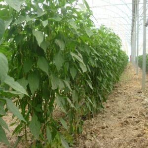 Long Green Chili - Image 2