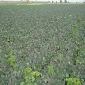 Green Cabbage - Image 2