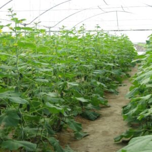 Persian Pickling Cucumber - Image 2