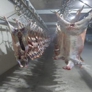 Lamb Fresh and Frozen - Image 3