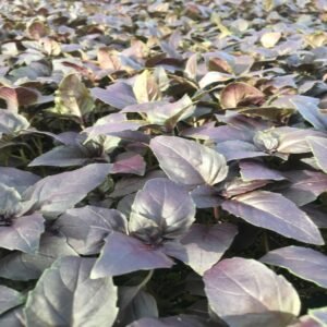 Purple Basil - Image 3