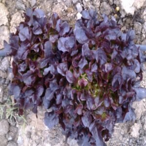 Red Oakleaf Lettuce - Image 3