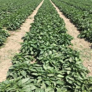 Green Bell Pepper - Image 2