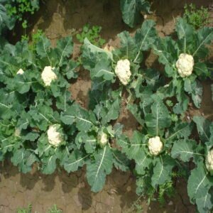 Cauliflower - Image 3