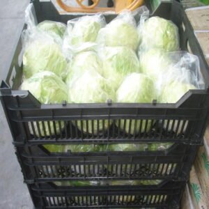 Iceberg Lettuce - Image 3