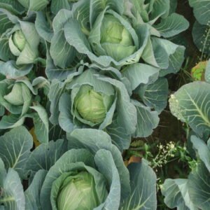 Green Cabbage - Image 3