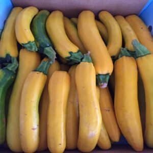 Yellow Zucchini - Image 3