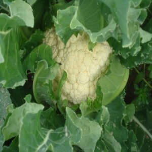 Cauliflower - Image 4