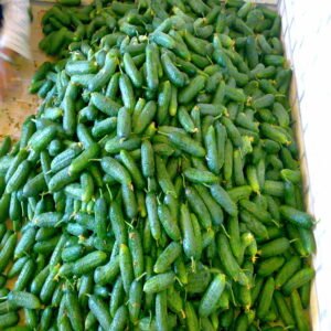 Persian Pickling Cucumber - Image 4