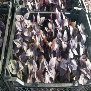 Purple Basil - Image 4