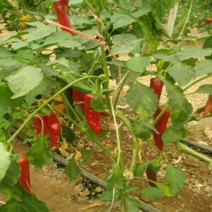 Red Bell Pepper - Image 3