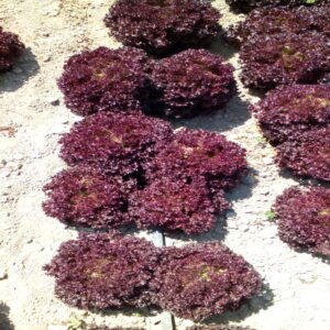 Lollo Rosso - Image 4