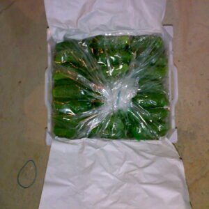 Persian Pickling Cucumber - Image 5