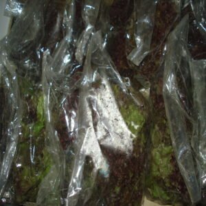 Lollo Rosso - Image 5