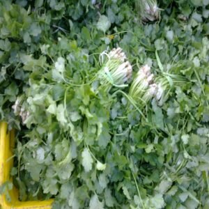 Coriander - Image 4