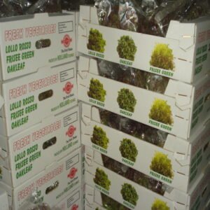 Lollo Rosso - Image 6