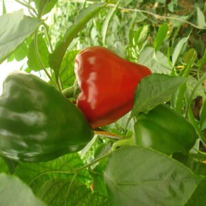 Yellow Bell Pepper - Image 4
