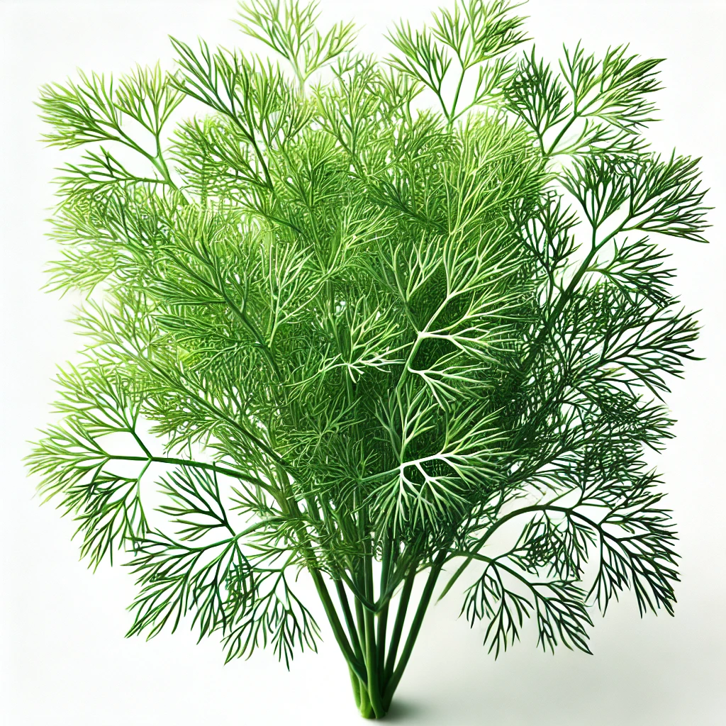 DALL·E 2025-07-12 15.14.50 - A fresh bunch of dill with a white background. The dill has feathery, delicate green leaves, with a light, airy texture. The stems are thin and long, Dill - Image 1