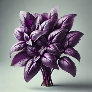 Purple Basil