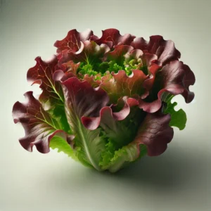 Red Oakleaf Lettuce