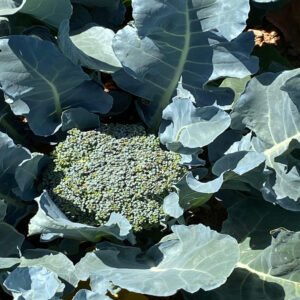 Broccoli - Image 3